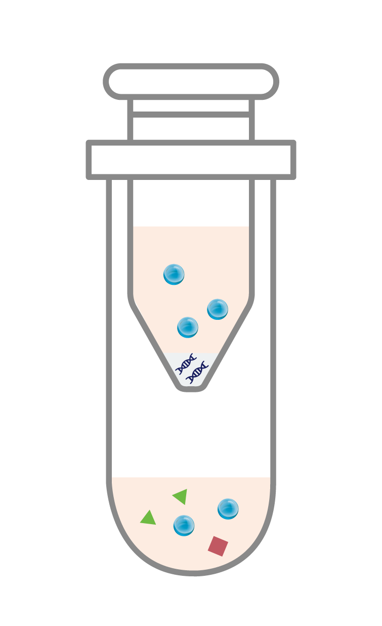 수정 후_AccuBlood DNA Prep Kit_Experimental Procedure_DNA Extraction_2_DNA Binding