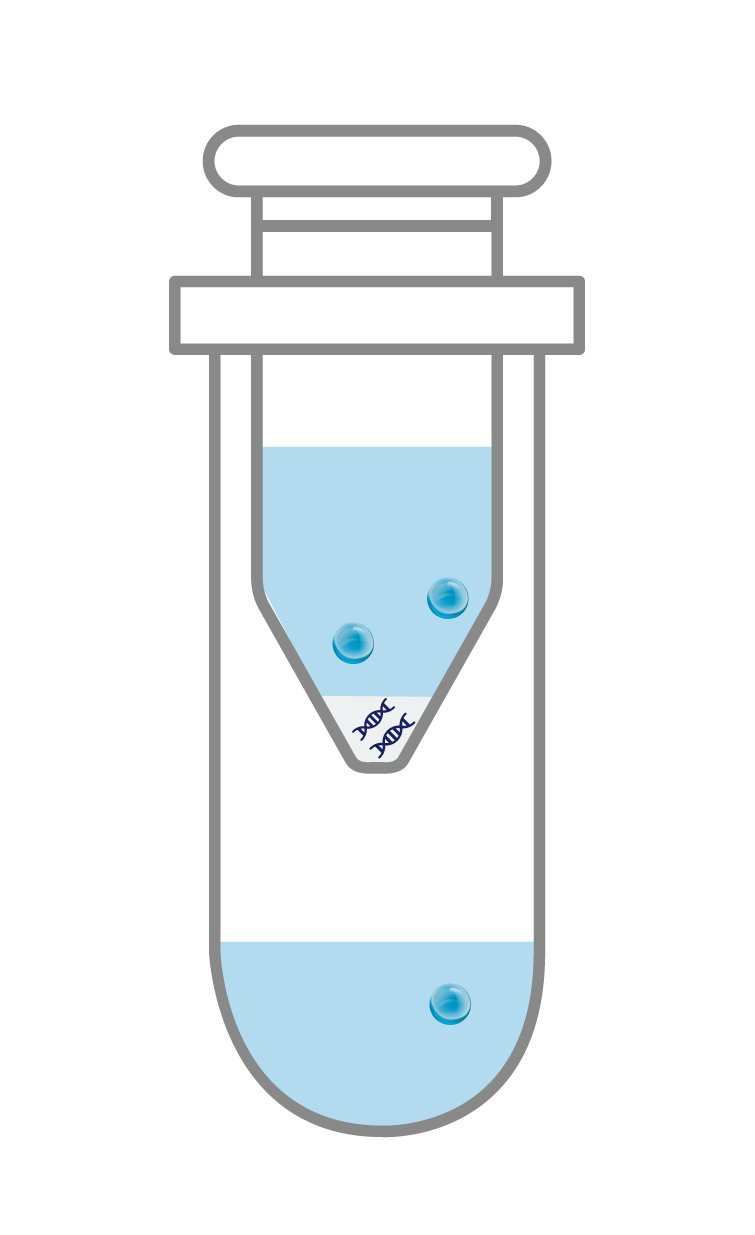 수정 후_AccuBuccal DNA Prep Kit_Experimental Procedure_DNA Extraction_3_Add Washing Buffer 1
